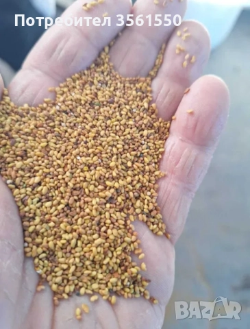 Семе Люцерново семе , снимка 2 - Други - 52432721