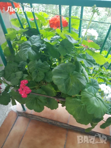 Мушкато,сандъчета,големи,отгледани,последни бройки,ДОГОВАРЯНЕ,готови за декорация и ползване за дома, снимка 17 - Градински цветя и растения - 50448492