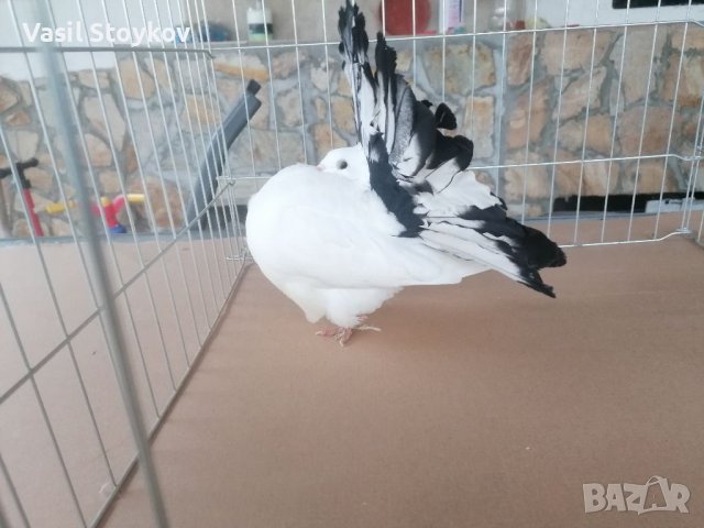 фенерлии и двукачулни, снимка 3 - други­ - 29392095