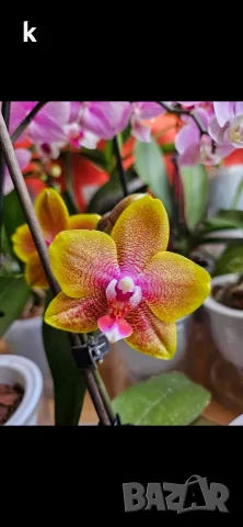 Орхидея Phalaenopsis Sogo Lawrence, снимка 2 - Стайни растения - 56056875