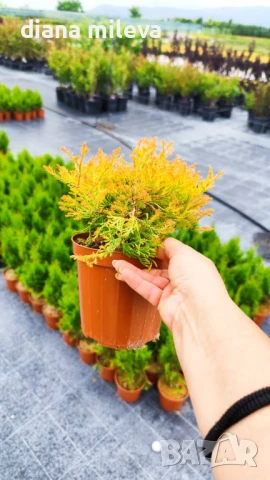 Западна туя Рейнголд (Thuja occidentalis Rheingold), студоустойчива, снимка 7 - Градински цветя и растения - 37392581