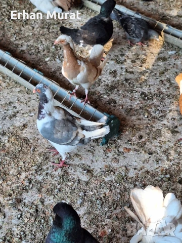 gılıbi, снимка 10 - Гълъби - 51081727