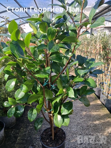 Камелия , снимка 5 - Разсади - 53393595