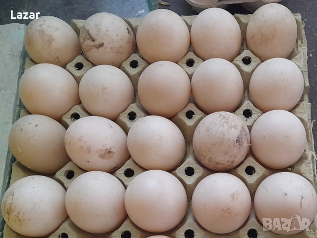 Яйца от различни видове водоплаващи