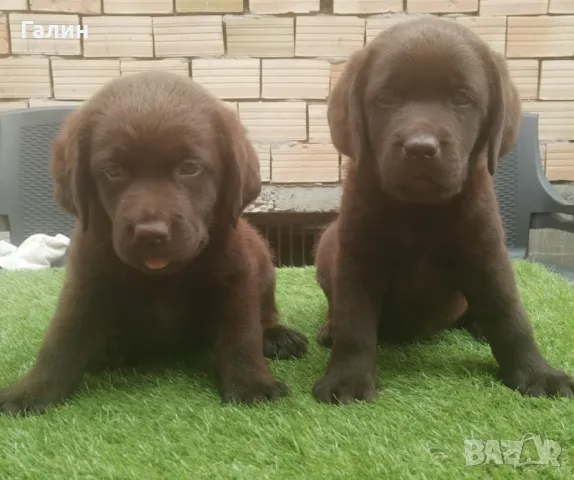 Лабрадор, шоколадови лабрадори, снимка 3 - Лабрадор ретривър - 47844922