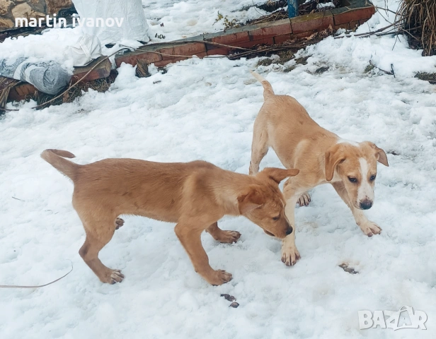 Малки кучета, снимка 6 - Лабрадор ретривър - 53608902