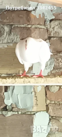 Пощенски гълъби, снимка 8 - Гълъби - 51025275