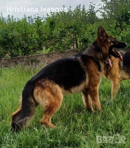 Чистокръвни немски овчарки, снимка 5 - Немска овчарка - 53779107