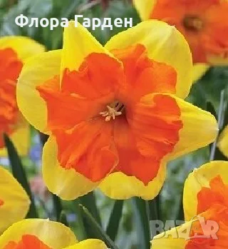Луковици НАРЦИС, снимка 8 - Градински цветя и растения - 56336423