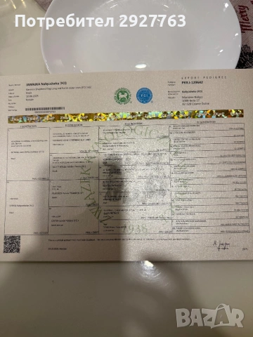 Черна немска овчарка , снимка 7 - Немска овчарка - 53572359