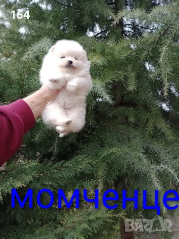 Бели Померани. Реални снимки от 28.02.26 г. Момче и момиче., снимка 2 - Померан - 53657871