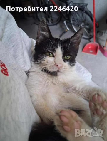 2-месечно момиченце търси дом , снимка 7 - Други - 52253863