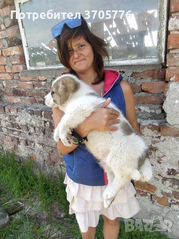 Чихуахуа мини пинчерчета джудета и чихупинчерчетс, снимка 2 - Чихуахуа - 41136830