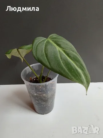 Филодендрон 'Глориозум Зебра' / Philodendron gloriosum zebra, снимка 5 - Стайни растения - 55607037