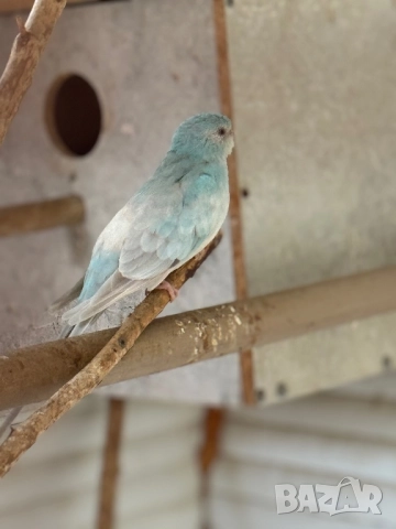 Пойни папагали двойка, снимка 2 - Папагали - 49336450