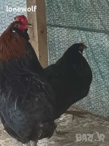 Яйца за люпене от араукана, снимка 4 - Кокошки и пуйки - 53457688