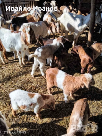 Продавам кози с ярета, снимка 4 - Кози - 53247338