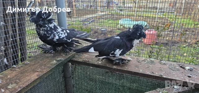 Тигрови бухари 