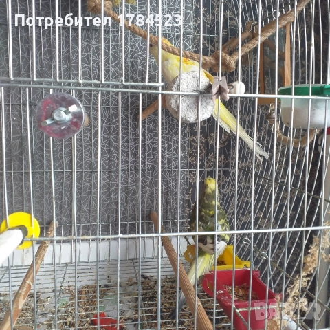 Пойно папагалче младо., снимка 2 - Папагали - 52816122