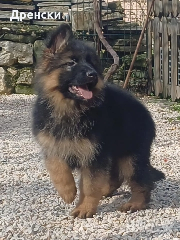 дългокосмести немски овчарки