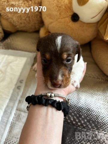 ДЖАК РЪСЕЛ 250ЛВ ЗА БРОЙ 1209252014, снимка 4 - Джак ръсел териер - 51694568