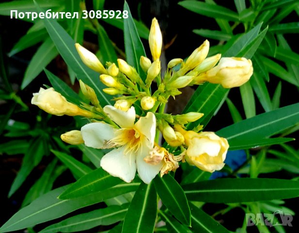 Градински и стайни цветя, резници  зокуми, снимка 4 - Градински цветя и растения - 37247821