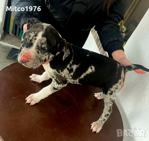 Питбул-Pitbull-мъжко