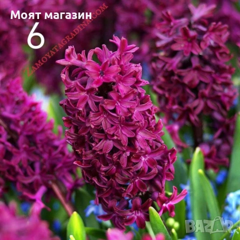 Зюмбюл 7 цвята, снимка 6 - Градински цветя и растения - 53641380