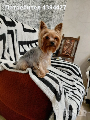 Мини йорки момиченце, снимка 4 - Йоркширски териер - 53384672