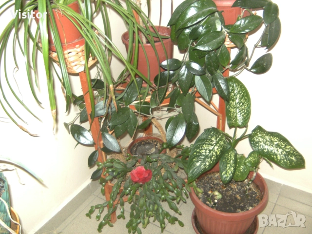 фотоапара TRAVELER DC-7900 , снимка 13 - Фотоапарати - 52511281