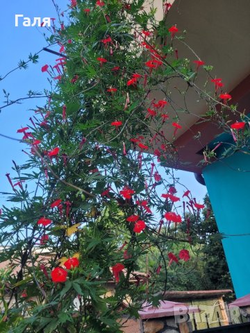 Ипомея - Кипърска Лоза (Кардинал), снимка 2 - Градински цветя и растения - 42231065