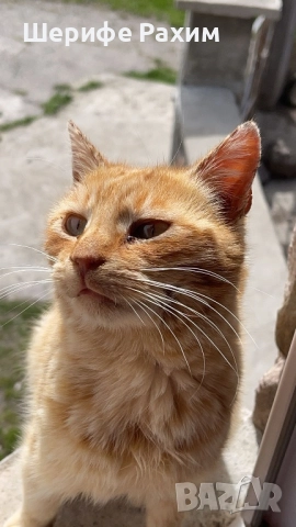 Търся дом за коте