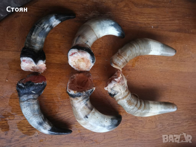 Кравешки рога , снимка 2 - Стръв и захранки - 36130641