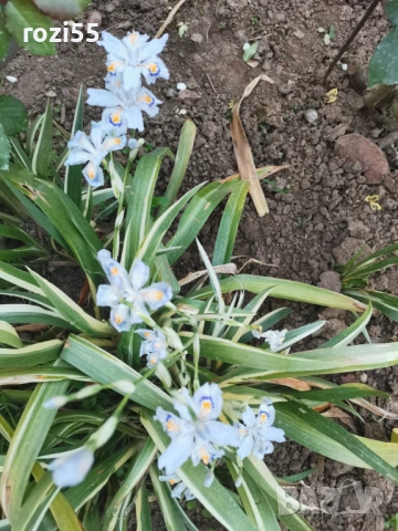 Ириси, многогодишни ,студоустойчиви, снимка 3 - Разсади - 53793824