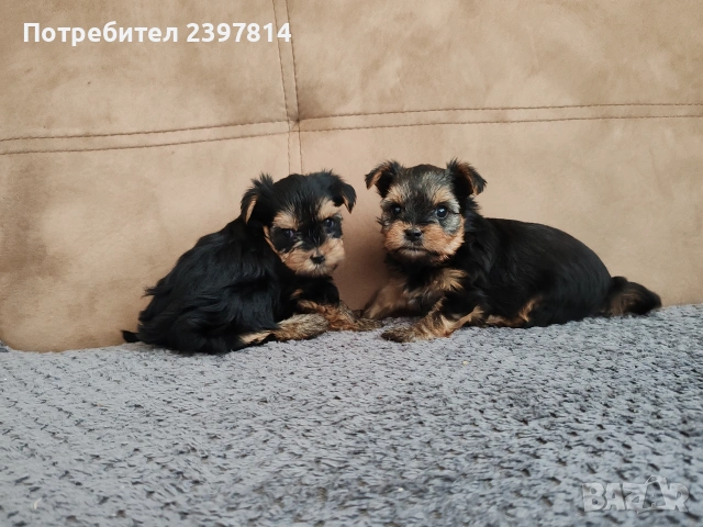 Йоркширски териер , снимка 7 - Йоркширски териер - 53610267