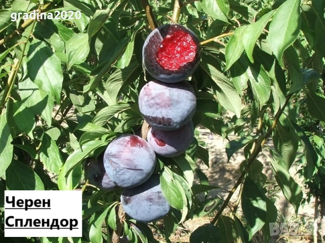 Слива - Налични 4 сорта Анджелино ,Черен диамант (Блек Даймънд) , Черен Сплендор - BLACK SPLENDOR и , снимка 5 - Разсади - 51852290
