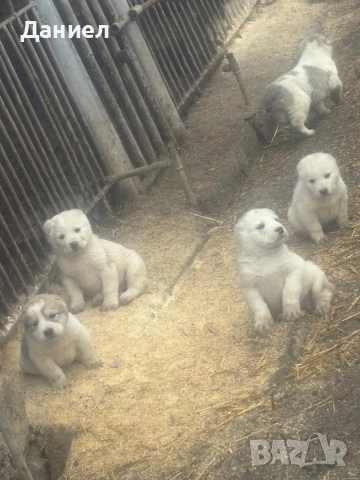 Алабай на 45дни, снимка 3 - Алабай - 52871893