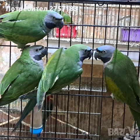 продавам китаиски александар