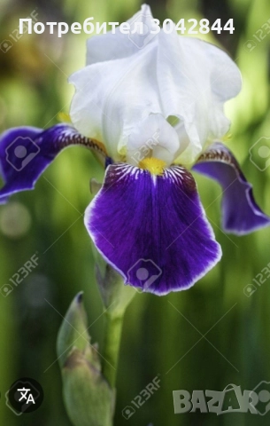 Продавам луковици на хемерокалис и бял ,жълт  и лилаво и бяло ирис., снимка 5 - Градински цветя и растения - 47374673