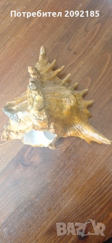 Миди,корали, снимка 5 - Други ценни предмети - 51854663