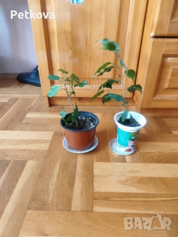Зокуми и бенджамин, снимка 5 - Стайни растения - 49729118
