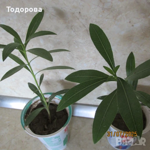 лян, зокум, олеандър