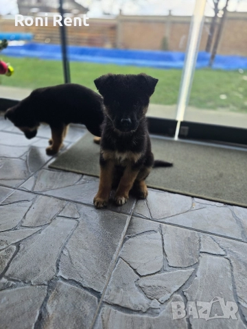 Немски Овчарки !Свободни 1 мъжко и 2 женски, снимка 4 - Немска овчарка - 52650450