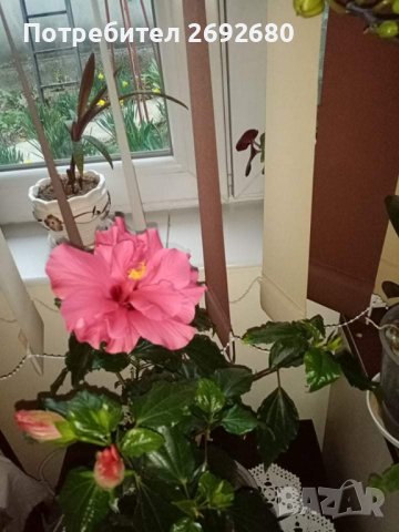 Традесканция рео,кливия,исусов венец, кротон, сансивиера,хибискус , снимка 6 - Стайни растения - 42021101