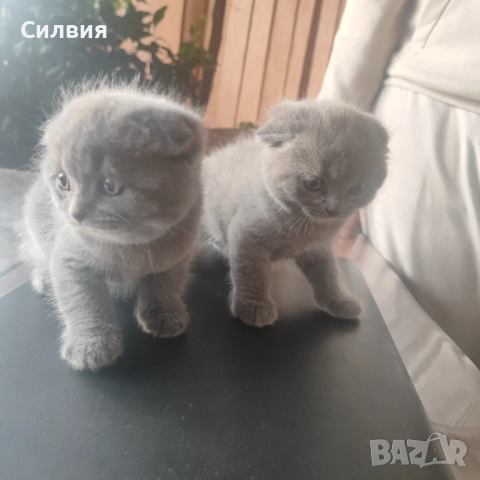 Котенце - шотландско клепоухо , снимка 4 - Други - 52655843