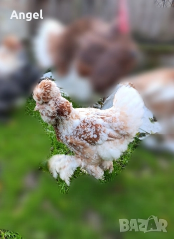 Струмски стандарт кокошка , снимка 3 - Кокошки и пуйки - 52523971