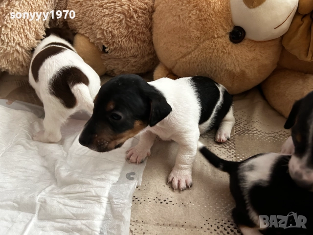 ДЖАК РЪСЕЛ-250ЛВ ЗА СЛАДУРЧЕ 1109250819, снимка 8 - Джак ръсел териер - 51674291