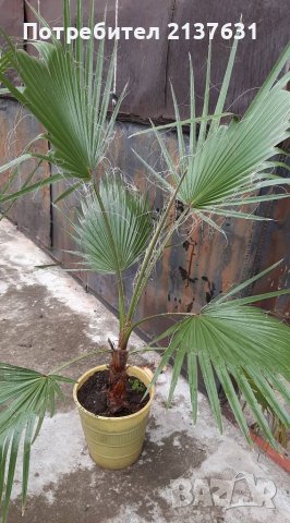 РАЗКОШНА ПАЛМА ВАШИНГТОН 