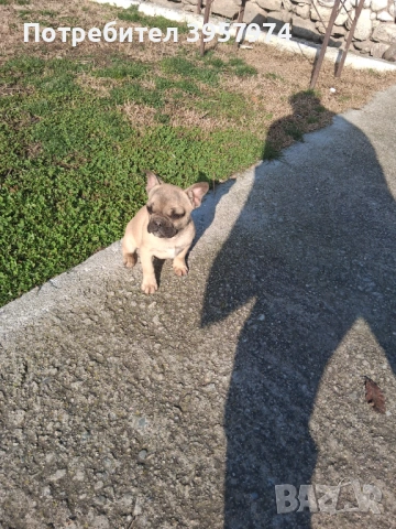 Продава се мъжко булдоче на 3 и половина месеца с три ваксини и паспорт 