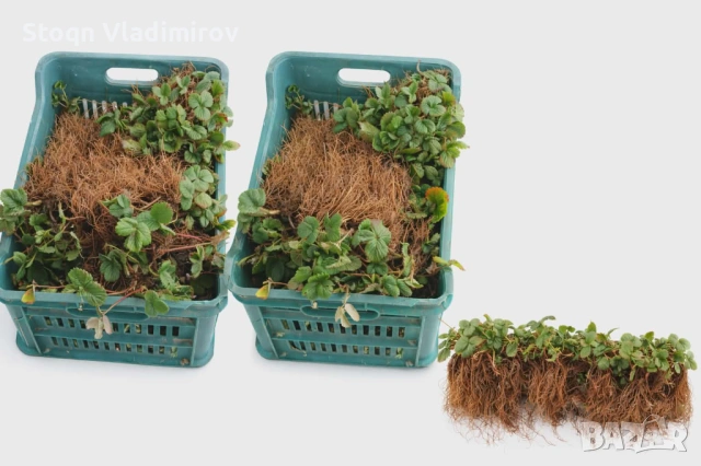 Предлагам Качствен Расад Ягоди и Малини.